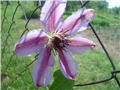 clematis